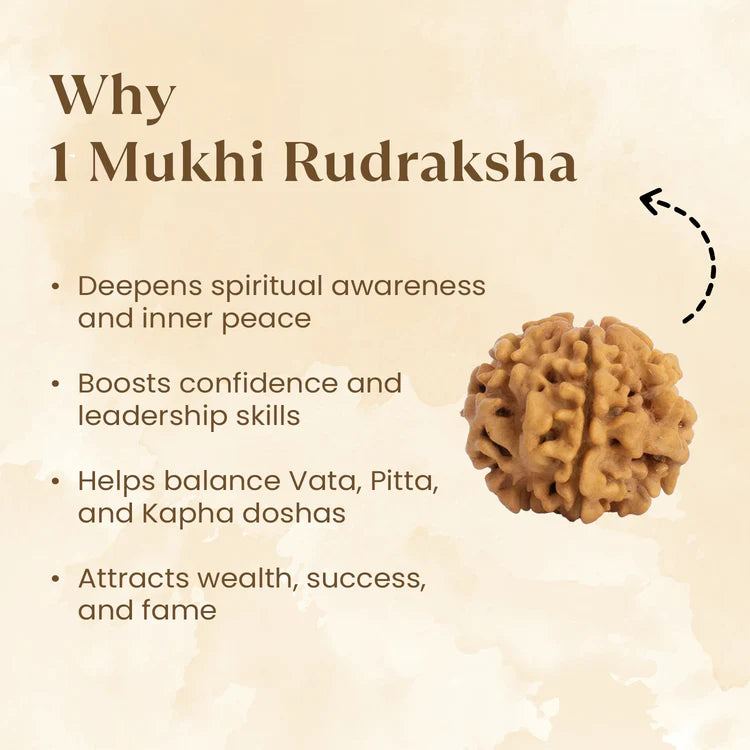 Nepal Origin 1 Mukhi Rudraksha