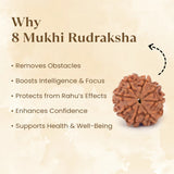 Nepal Origin 8 Mukhi Rudraksha