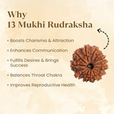 Nepal Origin 13 Mukhi Rudraksha