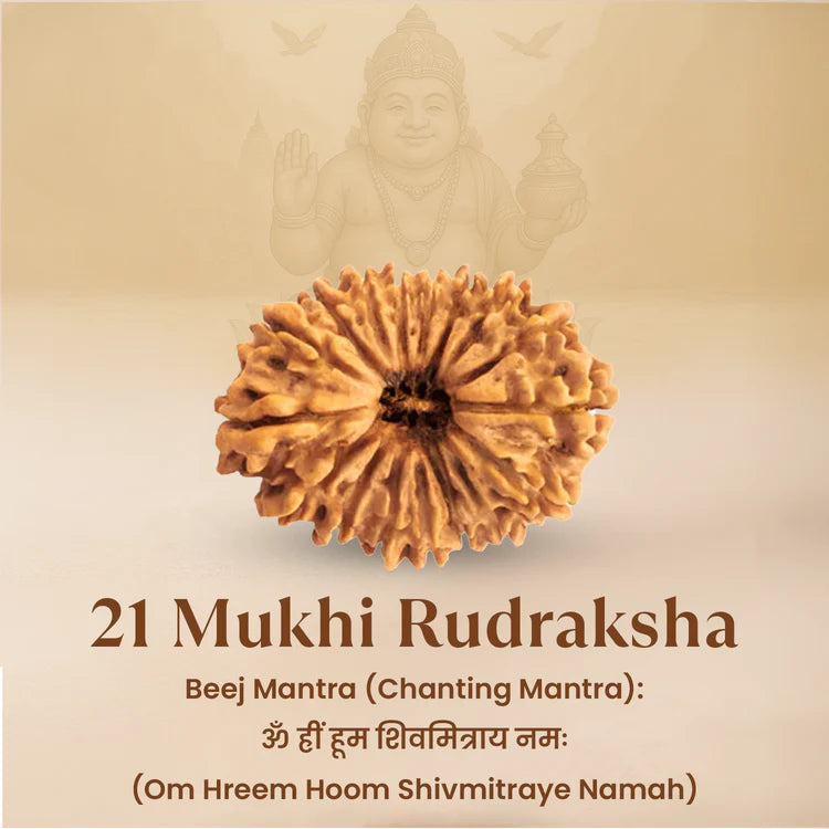 Nepal Origin 21 Mukhi Rudraksha