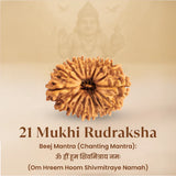 Nepal Origin 21 Mukhi Rudraksha