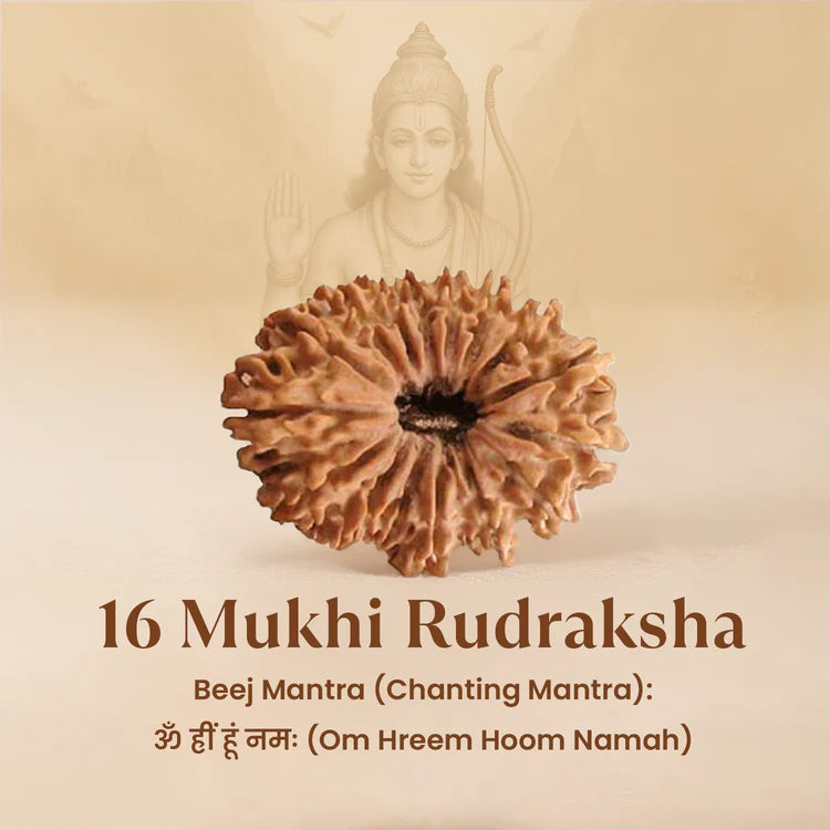 Nepal Origin 16 Mukhi Rudraksha