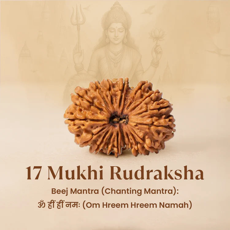 Nepal Origin 17 Mukhi Rudraksha