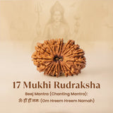 Nepal Origin 17 Mukhi Rudraksha