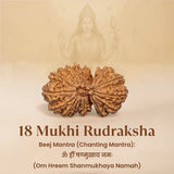 Nepal Origin 18 Mukhi Rudraksha