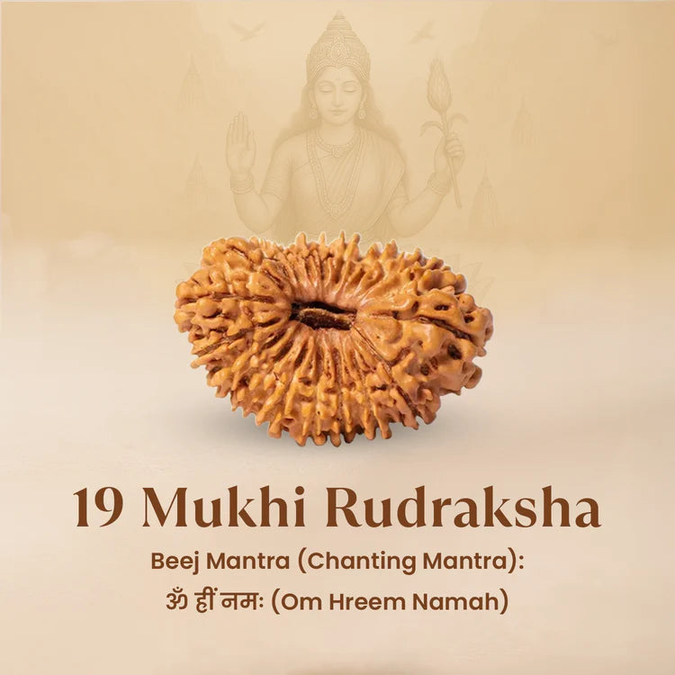 Nepal Origin 19 Mukhi Rudraksha