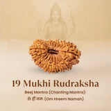 Nepal Origin 19 Mukhi Rudraksha