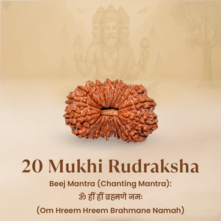 Nepal Origin 20 Mukhi Rudraksha