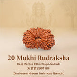 Nepal Origin 20 Mukhi Rudraksha