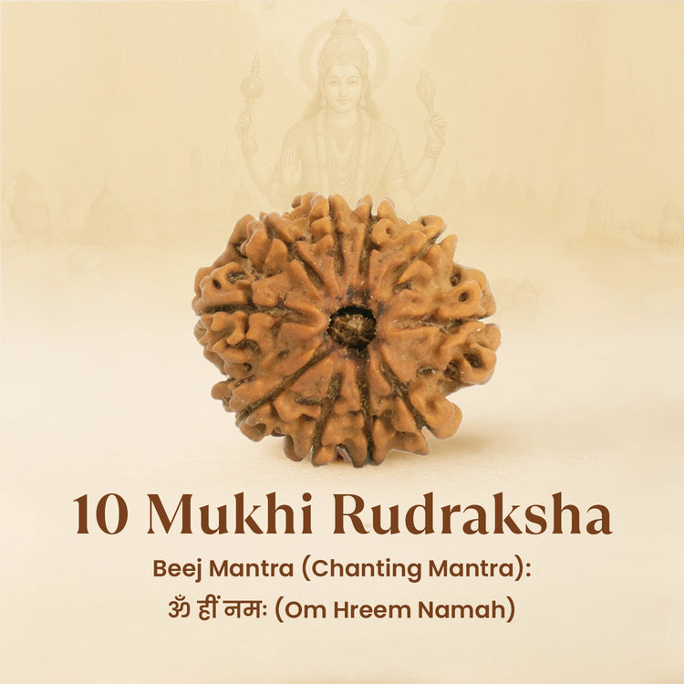 Kashi Siddh Nepal Origin 10 Mukhi Rudraksha
