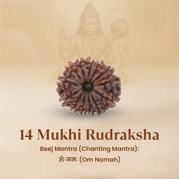 Nepal Origin 14 Mukhi Rudraksha