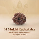 Nepal Origin 14 Mukhi Rudraksha