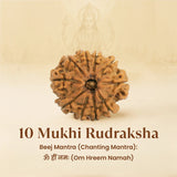 Kashi Siddh Nepal Origin 10 Mukhi Rudraksha