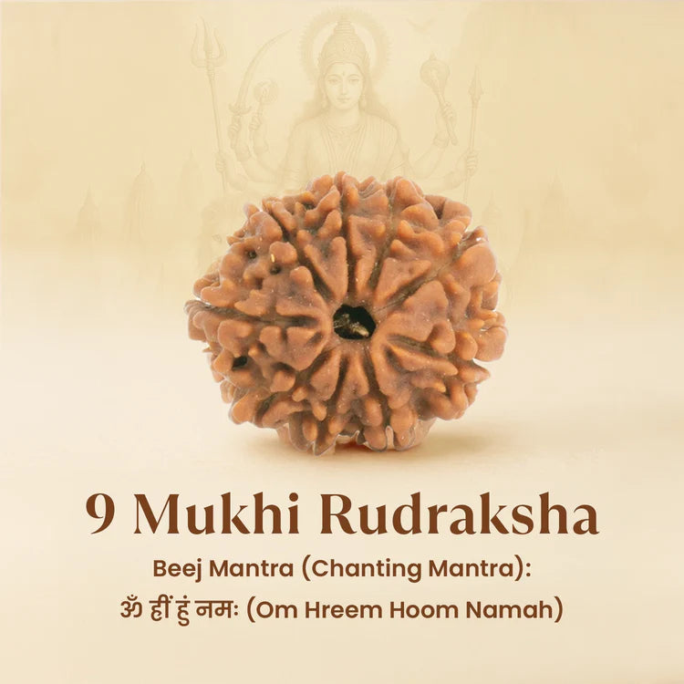 Kashi Siddh Nepal Origin 9 Mukhi Rudraksha