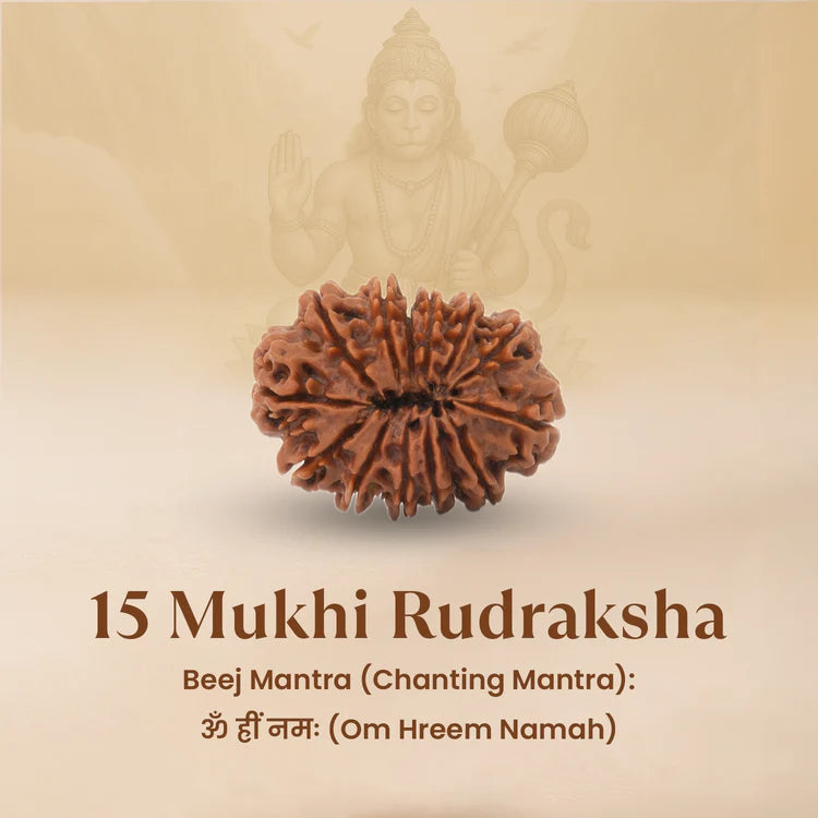 Nepal Origin 15 Mukhi Rudraksha