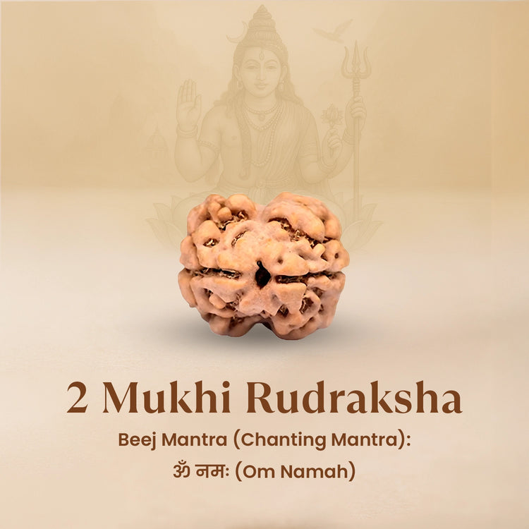Nepal Origin 2 Mukhi Rudraksha