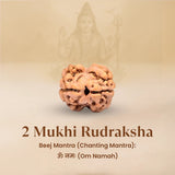 Nepal Origin 2 Mukhi Rudraksha