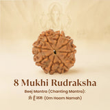 Kashi Siddh Nepal Origin 8 Mukhi Rudraksha