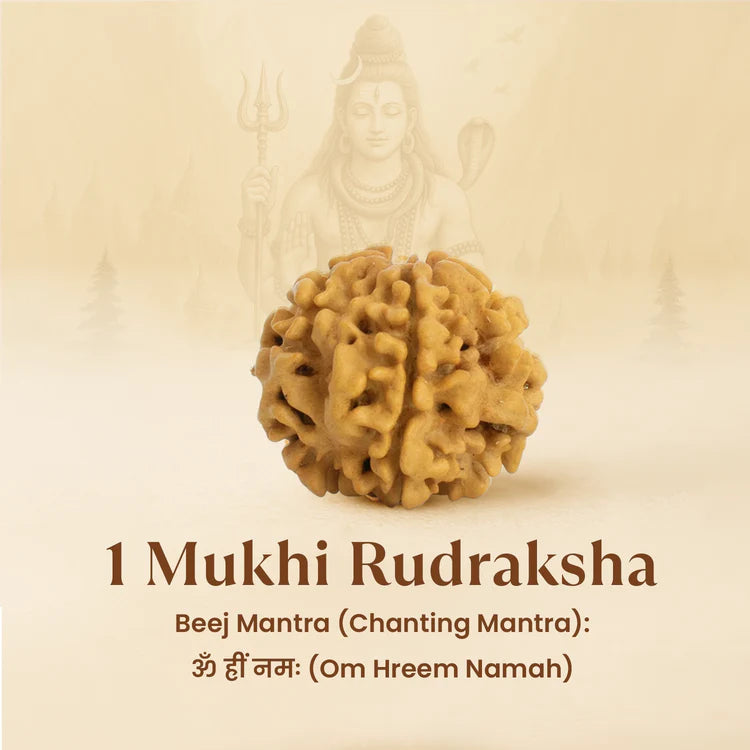 Kashi Siddh Nepal Origin 1 Mukhi Rudraksha - 17mm to 22mm