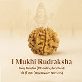 Kashi Siddh Nepal Origin 1 Mukhi Rudraksha - 17mm to 22mm