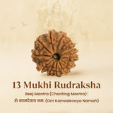 Kashi Siddh Nepal Origin 13 Mukhi Rudraksha