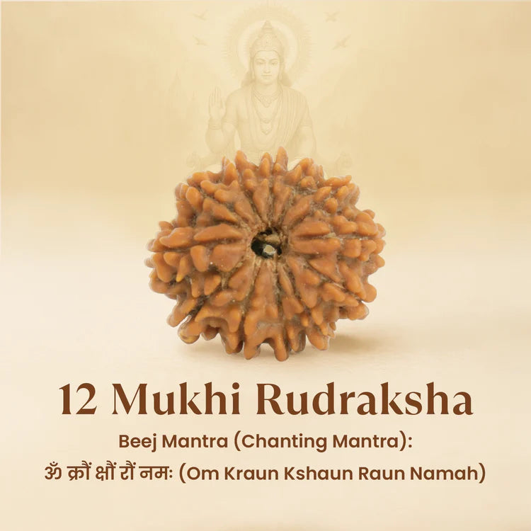 Kashi Siddh Nepal Origin 12 Mukhi Rudraksha