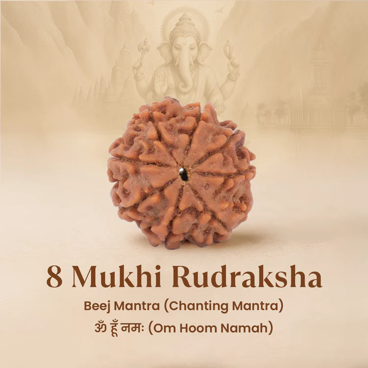 Nepal Origin 8 Mukhi Rudraksha