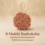 Nepal Origin 8 Mukhi Rudraksha
