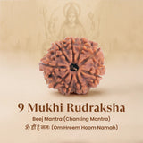 Nepal Origin 9 Mukhi Rudraksha