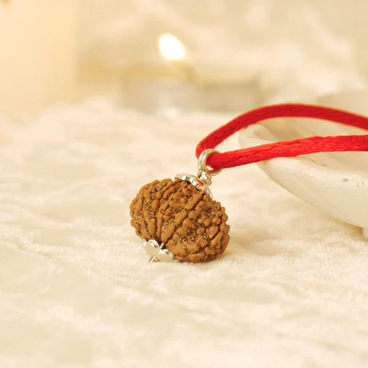 Nepal Origin 10 Mukhi Rudraksha