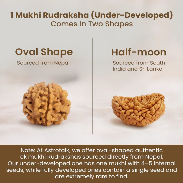Nepal Origin 1 Mukhi Rudraksha