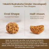 Nepal Origin 1 Mukhi Rudraksha