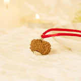 Kashi Siddh Nepal Origin 12 Mukhi Rudraksha