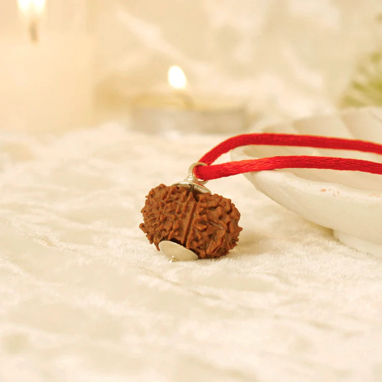 Nepal Origin 12 Mukhi Rudraksha