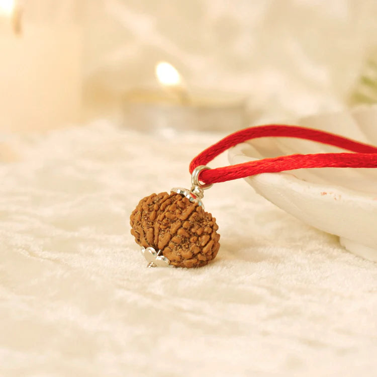 Nepal Origin 13 Mukhi Rudraksha