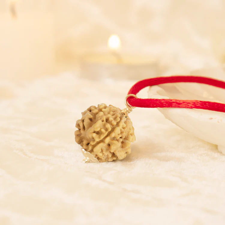 Kashi Siddh Nepal Origin 1 Mukhi Rudraksha - 17mm to 22mm